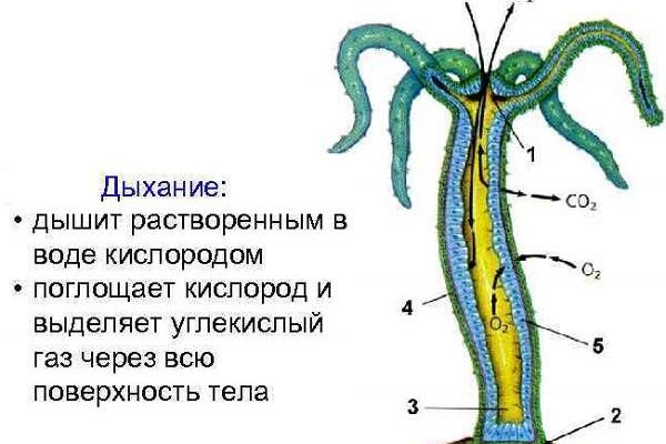 Официальная ссылка на kraken