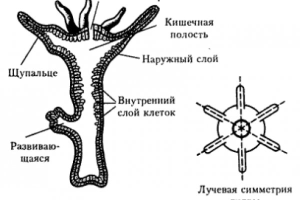 Kraken шоп kr2web in